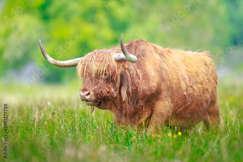 Closeup of brown red Highland cattle, Scottish cattle breed (Bos taurus) with big long horns