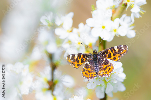 The Map butterfly, Araschnia levana, Springtime brood