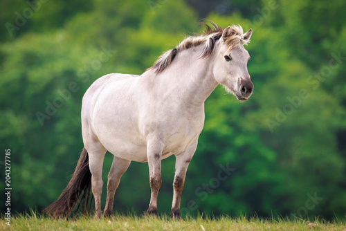 Konik or Polish Konik horse in a meadow