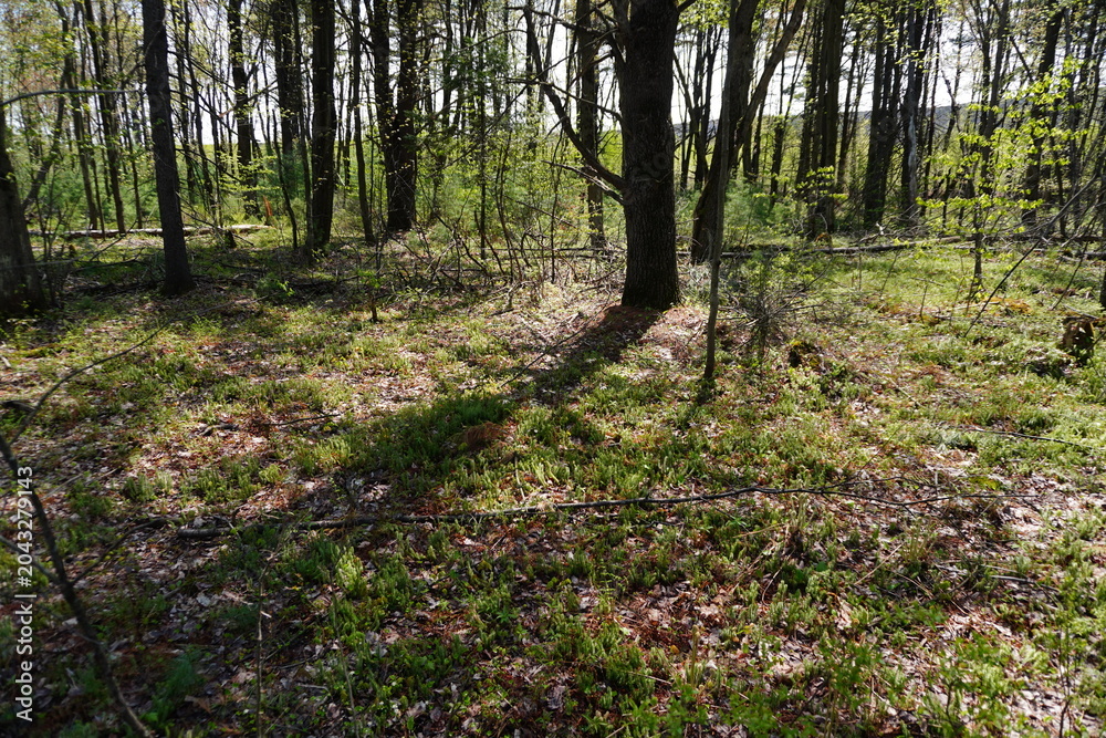 Obraz premium Sun-drenched forest floor featuring vibrant green moss scattered dry leaves and tall deciduous trees casting long shadows under a clear spring sky
