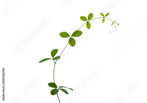 A delicate green vine with trifoliate leaves and a tendril isolated on transparent background
