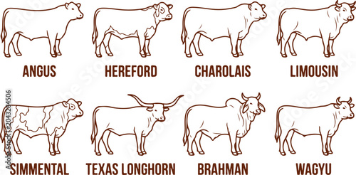 Foto Farm animal cattle icons set angus hereford charolais limousin simmental texas brahman wagyu