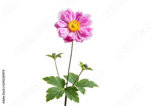 Beautiful pink japanese anemone flower with buds isolated on transparent background