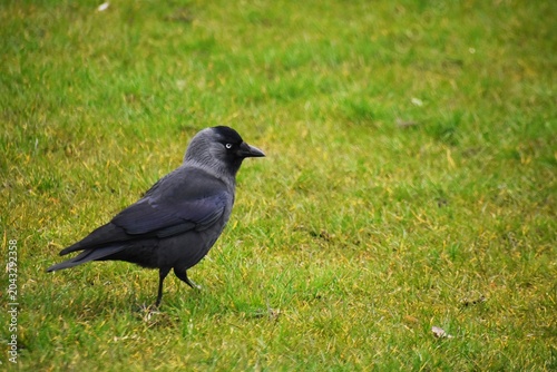 Canvas Print Black crow walking on green grass.