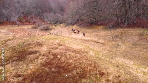 Horses Running Across Dry Lake Bed in Mavrovo National Park, North Macedonia