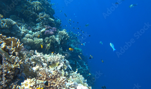 beautiful coral reef and fish