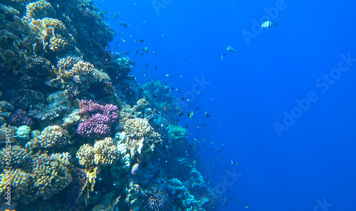 beautiful coral reef and fish