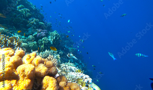 beautiful coral reef and fish