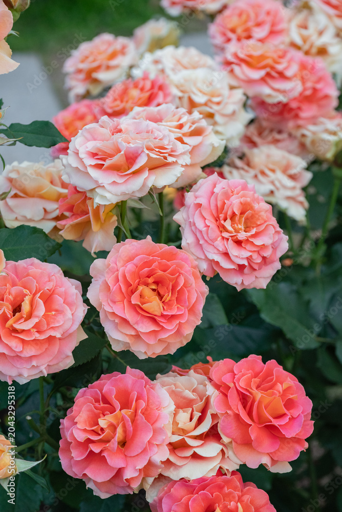 Obraz premium 中之島バラ園 色とりどりのバラ 大阪 日本 / Colorful Roses at Nakanoshima Rose Garden Osaka Japan