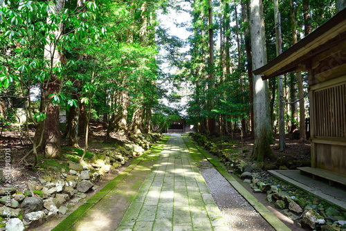 弥彦神社の杉並木参道（新潟県弥彦村）