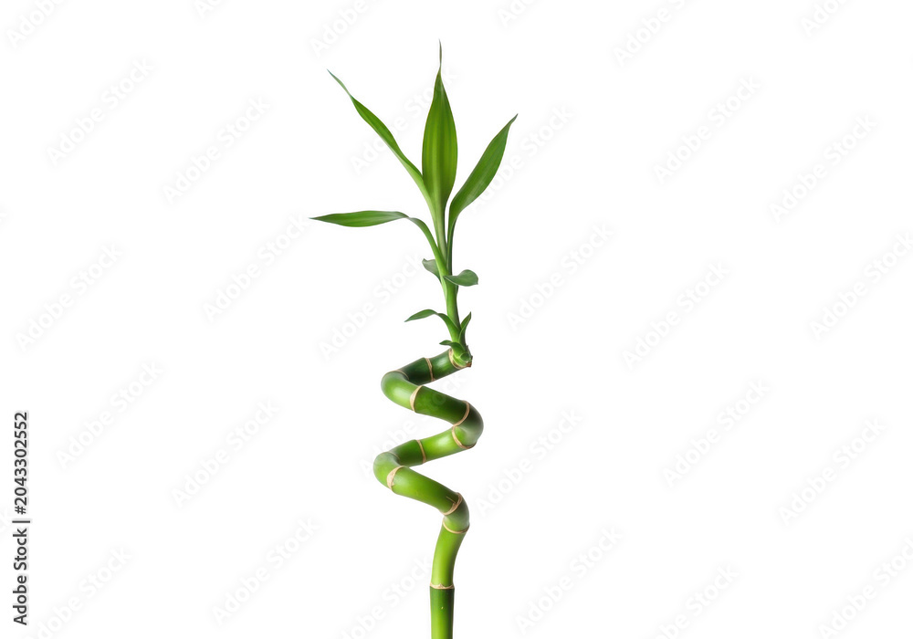 Fototapeta premium Lucky bamboo plant with a spiral stem isolated on transparent background