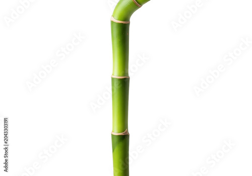 Close up of a green bamboo stalk isolated on transparent background