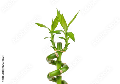 Lucky bamboo plant with spiral stem isolated on transparent background