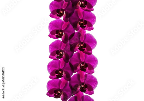 A vertical garland of vibrant magenta orchids isolated on transparent background