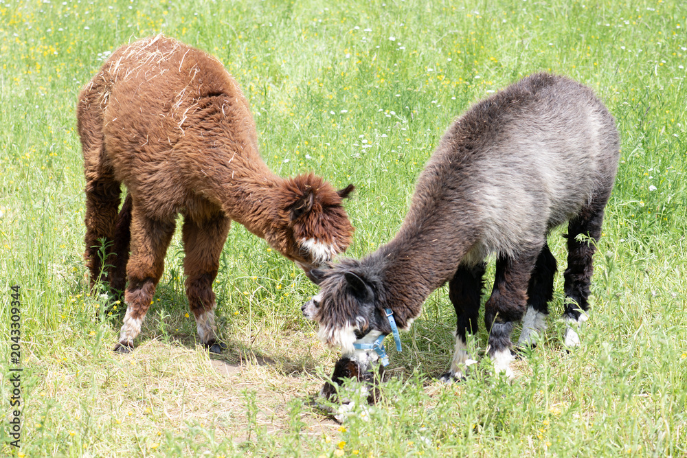 Naklejka premium alpaka tier natur lama familie
