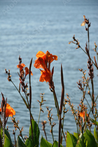 Canna flowers (often called Canna lilly flowers) near the sea in Euboea (Evia), Greece
