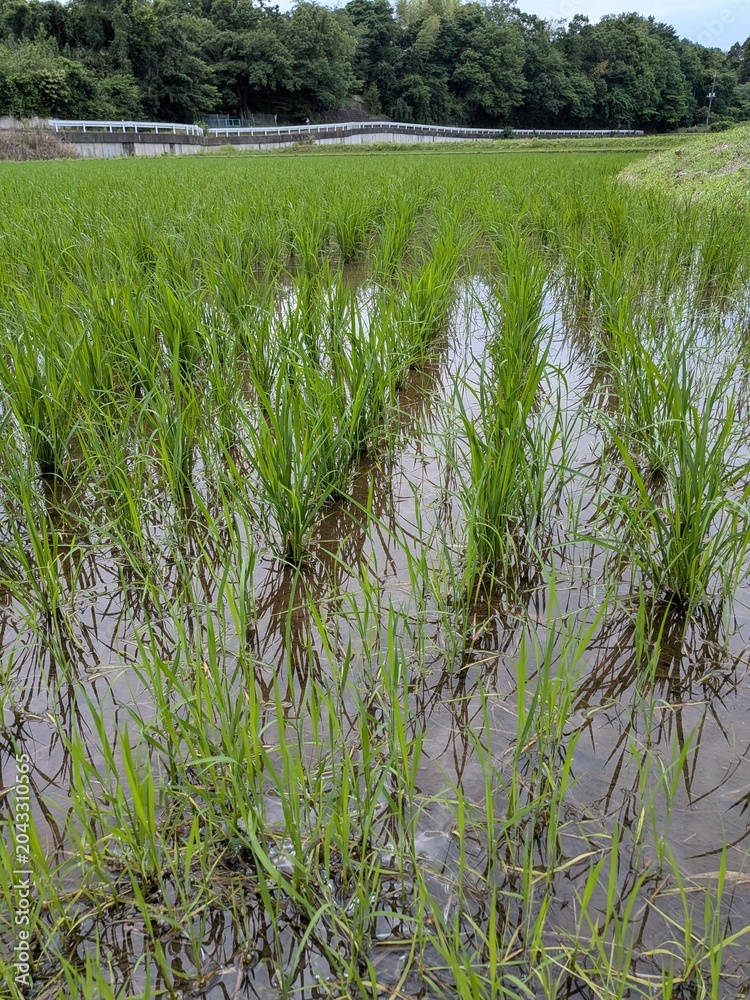 Obraz premium rice field in thailand