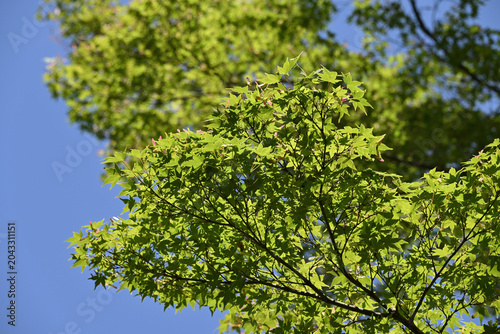 Quadro su tela Sunlit green Japanese maple leaves looking up at the bright blue sky