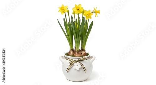 A beautiful arrangement of bright yellow daffodil flowers in a decorative white ceramic pot