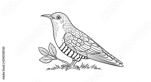 Quadro su tela Cuckoo Bird Illustration, Perched on Branch with Leaves, Black and White Line Ar