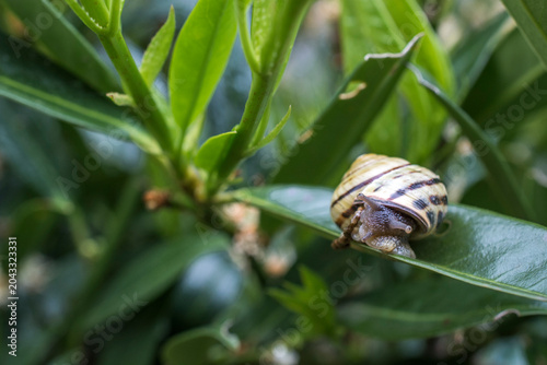 Cuadro en lienzo snail is feeding on the leaves , it is a common sight in British gardens and hed
