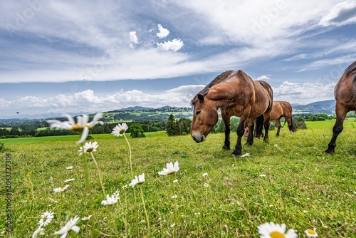 Fényképezés Brown Horses Grazing on a Beautiful Alpine Meadow with Wildflowers, Herd of Dome