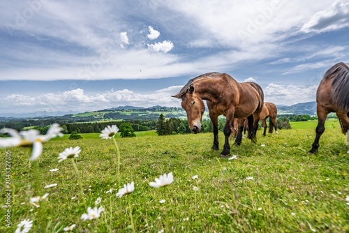 Fotografie Brown Horses Grazing on a Beautiful Alpine Meadow with Wildflowers, Herd of Dome