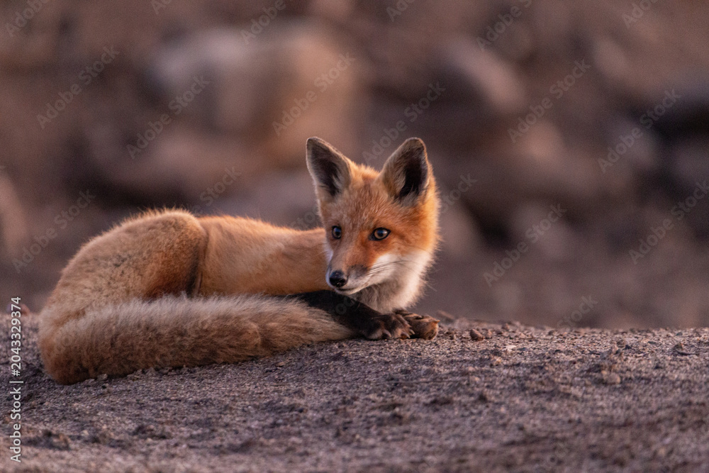 Fototapeta premium Renard roux