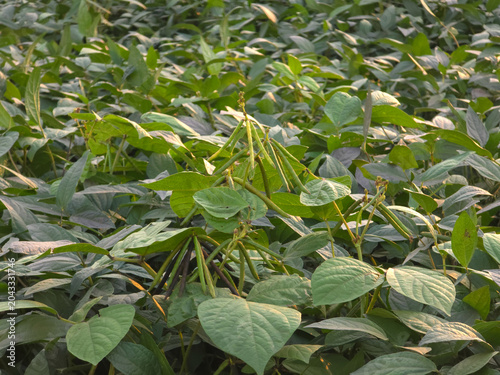 Green Gram Crop with Developing Mung Bean Pods in Agricultural Field