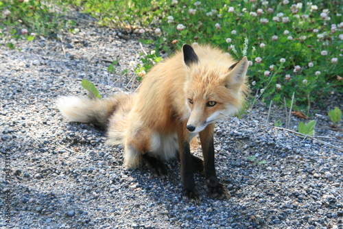 Fuchs - Nordamerika - Kanada