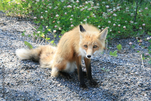 Fuchs - Nordamerika - Kanada