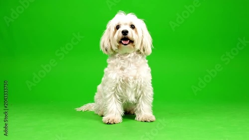 Small white fluffy dog sitting happily on a bright green background
