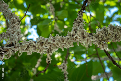 Cotton strings of Coccidae insect Takahashia Japonica on an ornamental tree in Milan, Italy. Insect pest