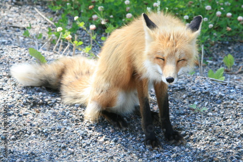 Fuchs - Nordamerika - Kanada