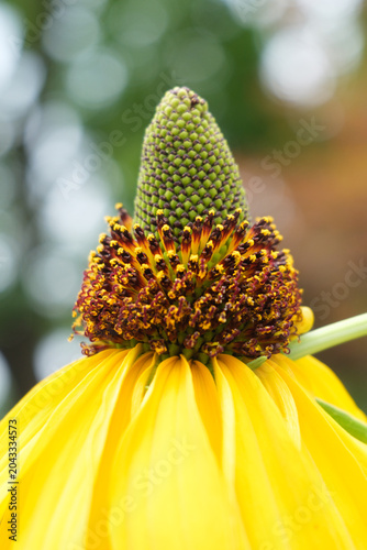 Yellow Coneflower Macro Close Up
