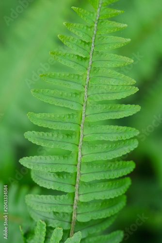 Fern Leaf Macro Close Up
