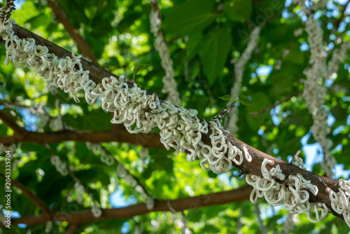 Cotton strings of Coccidae insect Takahashia Japonica on an ornamental tree in Milan, Italy. Insect pest