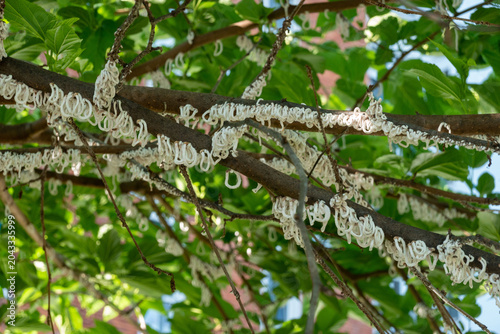 Cotton strings of Coccidae insect Takahashia Japonica on an ornamental tree in Milan, Italy. Insect pest