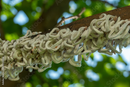 Cotton strings of Coccidae insect Takahashia Japonica on an ornamental tree in Milan, Italy. Insect pest