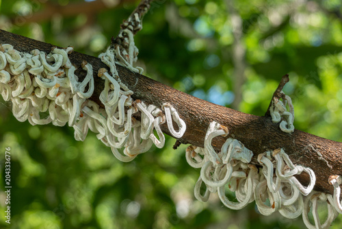 Cotton strings of Coccidae insect Takahashia Japonica on an ornamental tree in Milan, Italy. Insect pest