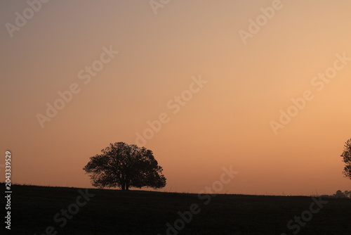 фотографія The sunrises in the early morning over the grasslands of Thung Kamang, Phu Khiao Wildlife Sanctuary, Chaiyaphum Province, Thailand
