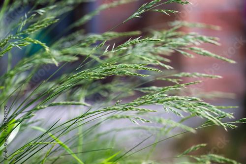 Cuadro en lienzo tall green wild grass with delicate, feathery seed heads swaying against a softly blurred background