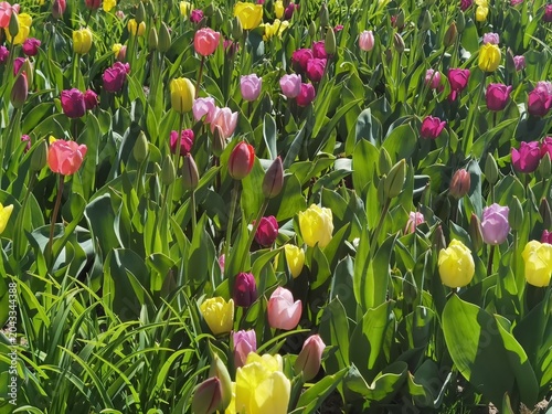 Tulpen - Tulip