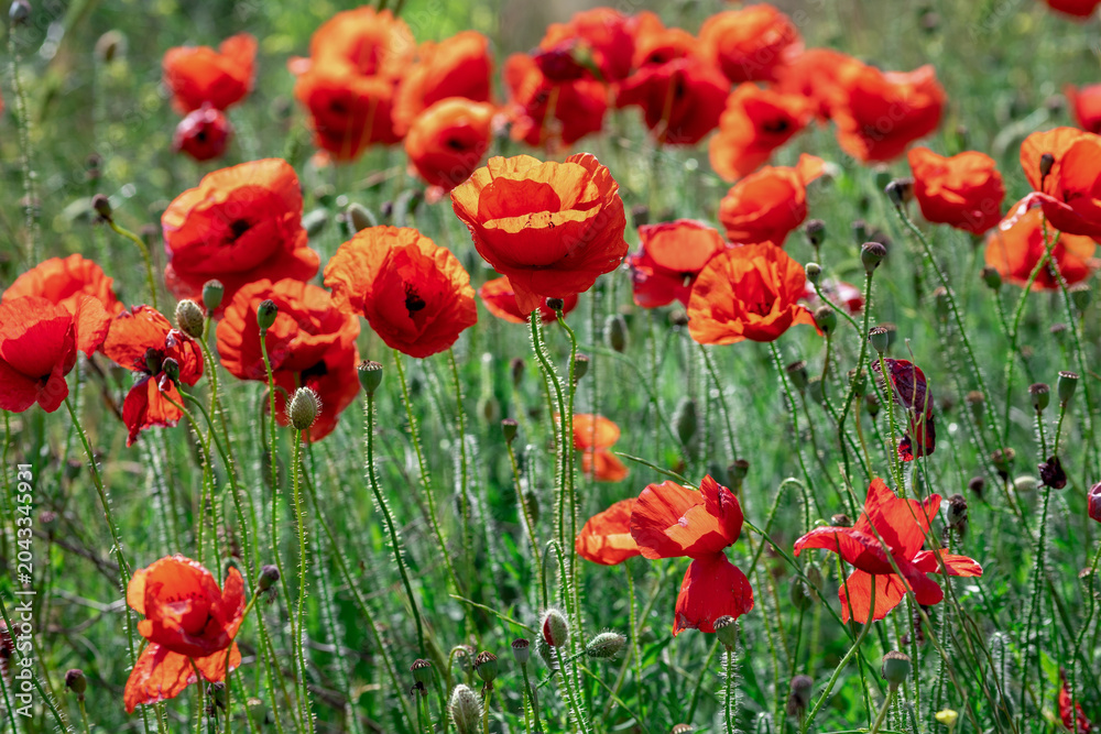 Obraz premium Red poppies on a field in summer