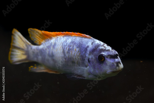 Foto Close-up of colorful tropical cichlid fish in an aquarium, blue-purple body with orange dorsal fin, isolated on dark background with copy space