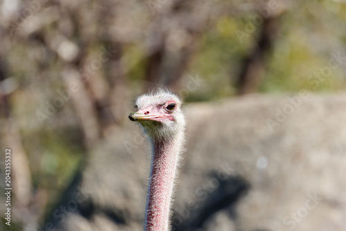 Konstfotografi Close-up portrait of an struthio camelus, ostrich head and long neck against blurred natural background with soft bokeh, wildlife concept