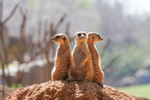 Foto Three meerkats suricata suricatta, standing alert on a sandy mound in warm sunlight with soft bokeh background, wildlife behavior and teamwork concept, copy space