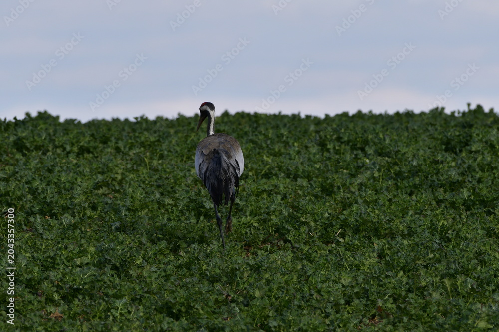 Naklejka premium crane