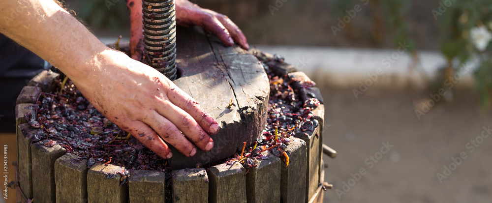 Fototapeta premium Winepress with red must and helical screw. Winemaker's hands close up.