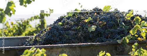 A large storage tank full of grapes for pressing. Traditional old technique of wine making.